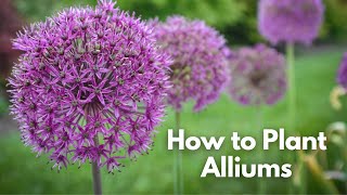 How to Plant Alliums [upl. by Reisinger]