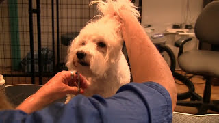 Learn How to Groom a Maltipoo at Home Grooming Maltipoos [upl. by Nino]