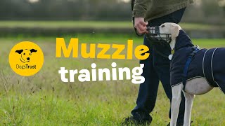 How to train your dog to wear a muzzle  Dogs Trust [upl. by Assehc]