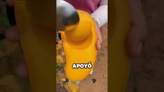 Sabías esta forma de cultivar mangos 🥭 😱😱 datoscuriosos sabiasque [upl. by Lsiel]