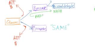 Alcoholic Fermentation Made Easy [upl. by Keemahs]