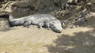 Crocodile Spotting On The Proserpine River In North Queensland Australia [upl. by Eimyaj]