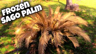 Sago Palm Pruning After Winter Damage 🌴 Cycas Revoluta [upl. by Yvan]