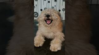 dog laughing  dog funny voice  dog funny sound  dog barking sound  dog comedy video shorts [upl. by Bern]