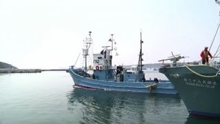 Giappone ripresa la caccia alle balene dopo la sentenza dellAja [upl. by Medarda]