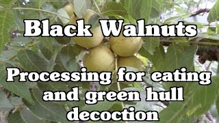 Processing black walnuts for eating and green hull decoction [upl. by Harve387]