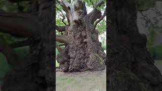 A very old and interesting tree inside Brocket Hall Golf Course [upl. by Southworth]