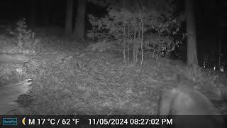 Ashland Trail Cam 11524 Buck [upl. by Atekin]