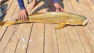 fishing  fishing for jewfish  mulloway fishing  jigging fishing  how to catch mulloway [upl. by Yojenitsirk]