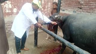 Wound  Irrigator  Odema of Neck  Buffalo Bull  Dr SarfrazurRahman  03219433018 [upl. by Guenna]