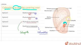 Coleorhiza is caplike covering over [upl. by Alejandro]