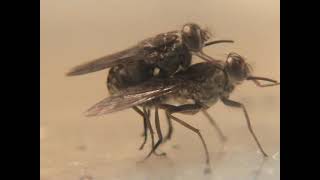 Tsetse flies mating behavior Glossina fuscipes [upl. by Dielle]