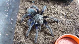 Tarantula Body Language And Updates [upl. by Atiruam]