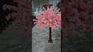 Pink cherryblossom tree [upl. by Knick]