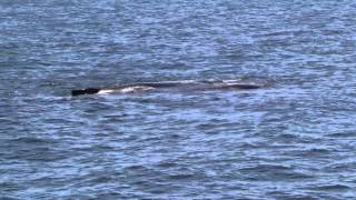 Whales singing right next to the boat [upl. by Udall]