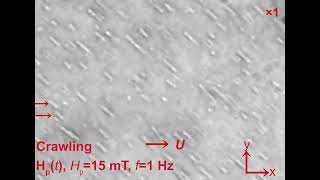 Swarming Magnetic Fe3O4PolydopamineTannic Acid Nanorobots Integrating AntibioticFree Movie 1 [upl. by Lourie]