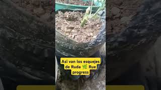 ¡Así van los esquejes de ruda 🌱 Stepbystep progress 🌿 Ruda Rue PlantasMedicinales HerbalPlant [upl. by Older]