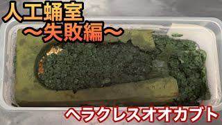 人工蛹室 〜失敗編〜 ヘラクレスオオカブト カブトムシ [upl. by Alford127]