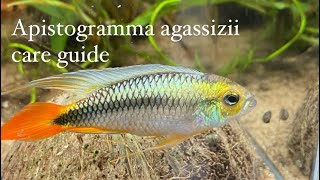 Apistogramma agassizii care guide [upl. by Aynatal563]