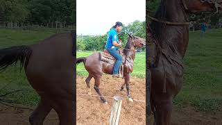 ARGOLINHA PASSOS MINAS GERAIS BRASIL 🇧🇷 argolinha horse champion [upl. by Adnarb]