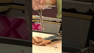 gelatone koramangala bangalore bangalivlog [upl. by Winson]