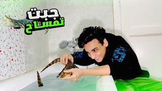 جبت تمساح 🐊 للعيلة في البيت😂😂  القيصر [upl. by Jangro]