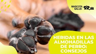 Heridas en las ALMOHADILLAS de perros  Consejos  Mascota y Salud [upl. by Feinleib]