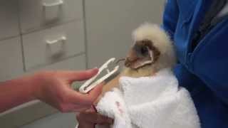 Feeding Very Vocal Baby Barn Owl [upl. by Suruat]