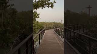 Jubail Mangrove Park Abu Dhabi [upl. by Lambard]