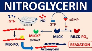 Nitroglycerin  Mechanism side effects precautions amp uses [upl. by Aneerol437]