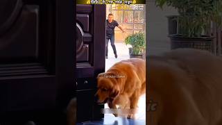 ছেলেটির সাথে একি🐕😯Items New Viral Gedgets Smart AppliancesUtensilsHomeshorts shortsvideo dog [upl. by Mckee]