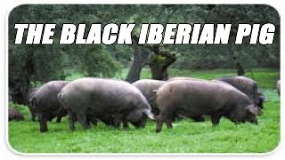 Raising The Black Iberian Pig For Meat [upl. by Eusoj900]