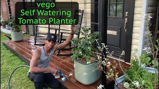 Vego self watering tomato planter garden gardening [upl. by Osugi180]