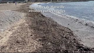 Les plages de Marseille envahies par les vélelles [upl. by Atterrol]