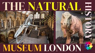 Natural History Museum in London  Free Entry [upl. by Lynnelle]