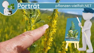 🖼️ Porträt 089  Gelber Steinklee Melilotus officinalis  WildpflanzenSteckbrief Essbar [upl. by Sahpec]