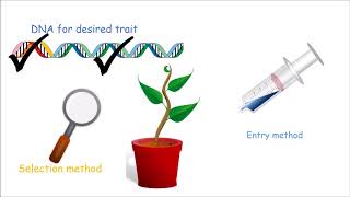 How to Make a Genetically Modified Plant [upl. by Reinwald]