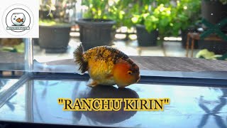 UNBOXING MASKOKI RANCHU KIRIN DARI GOLDYFISH MASBROOO [upl. by Svirad]