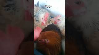 Hen Eggs Start hen shorts cartoon [upl. by Admama]