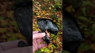 Black chanterelle  choice mushroom perfect for drying [upl. by Sheelagh680]