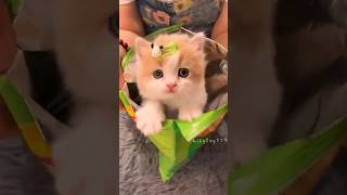 Kitty surprise for baby 😻🐈😱👶🏻❤️✅🚀 shorts [upl. by Rovaert743]