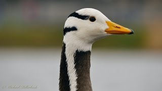 Head of a Barheaded Goose Anser indicus  Kopf einer Streifengans bzw Indischen Gans 2 [upl. by Atok]