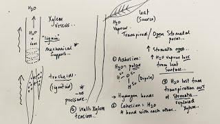 A Level Biology  Transpiration stream in Xylem [upl. by Ohl322]