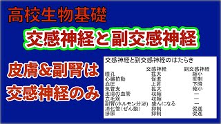 高校生物基礎「交感神経と副交感神経 」 [upl. by Eenitsed]