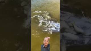 Pesca con tarraya waooo😳😳 pescadores pescando pesca pescador pescadores [upl. by Grunenwald688]