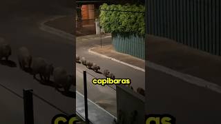 La marcha Capybara😱 [upl. by Ecneralc]