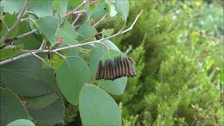 Sawfly larvae feeding behaviour Don Redman [upl. by Anela743]