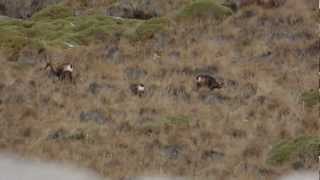 Rececho a sarrio Rupicapra pyrenaica en el Pirineo Aragonés [upl. by Flosi]