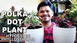 Polka Dot Plant Easiest Care and Propagation Tips [upl. by Gazo]