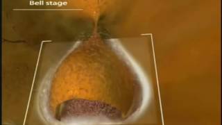 Odontogenesis Embriologia Dental HD [upl. by Daile]